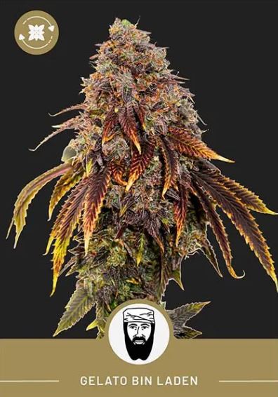 Gelato bin Laden – Autoflower