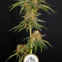 OG Kush – Autoflower