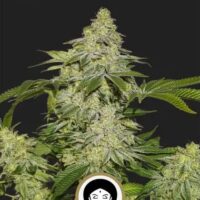 Queen of Sheba – Autoflower
