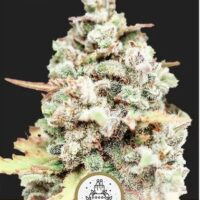 Royal Wedding Cake – Feminized